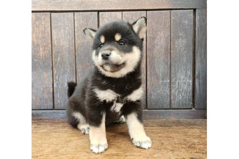 販売中の大阪府の柴犬-376220の7枚目