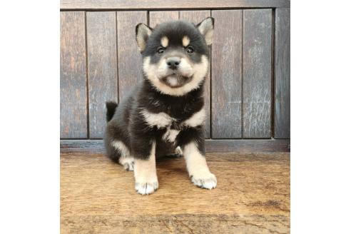 販売中の大阪府の柴犬-376220の6枚目