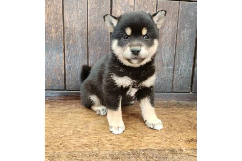 販売中の大阪府の柴犬-376220の5枚目