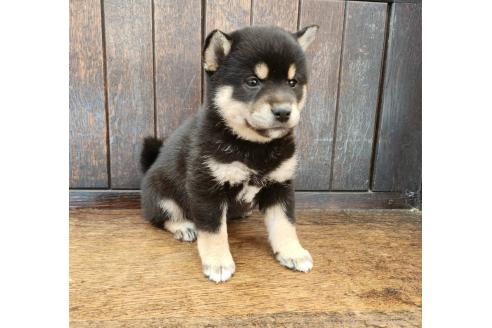 販売中の大阪府の柴犬-376220の4枚目