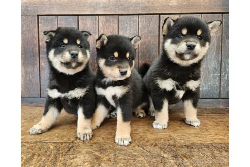 販売中の大阪府の柴犬-376220の3枚目