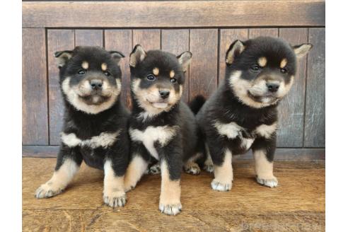 販売中の大阪府の柴犬-376220の2枚目