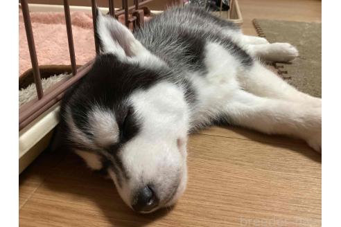 成約済の神奈川県のシベリアンハスキー-374443の14枚目