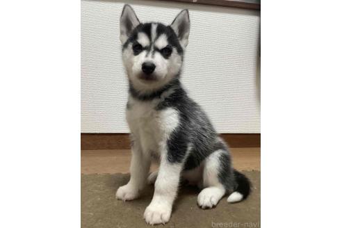 成約済の神奈川県のシベリアンハスキー-374443の13枚目