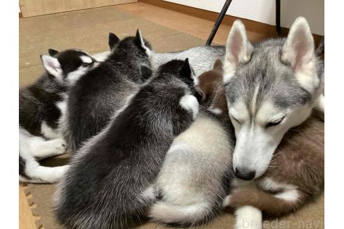 成約済の神奈川県のシベリアンハスキー-374443の10枚目