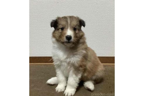 成約済の神奈川県のシェットランドシープドッグ(シェルティ)-374452の5枚目