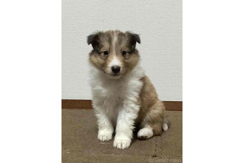 成約済の神奈川県のシェットランドシープドッグ(シェルティ)-374454の5枚目