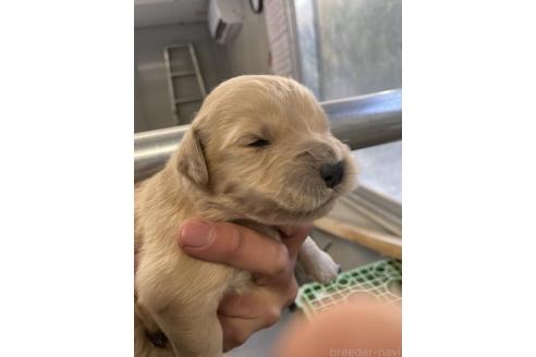 成約済の栃木県のゴールデンレトリーバー-373585の3枚目