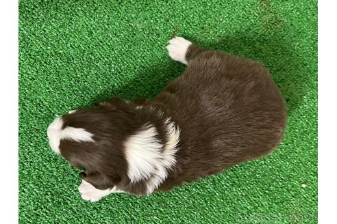 成約済の愛知県のボーダーコリー-376289の7枚目