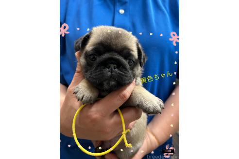 成約済の千葉県のパグ-376305の2枚目