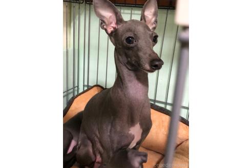 ヒマリちゃん1枚目