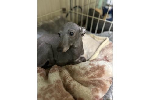 ヒマリちゃん1枚目
