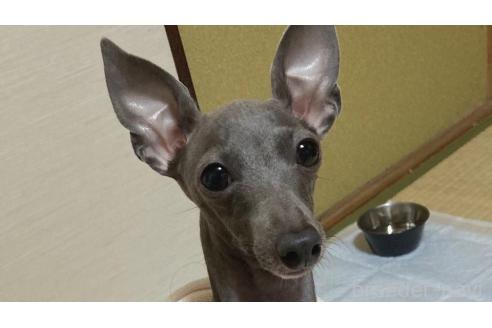 ヒマリちゃん1枚目