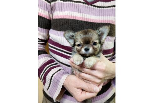 成約済の愛知県のチワワ(ロングコート)-371664の3枚目