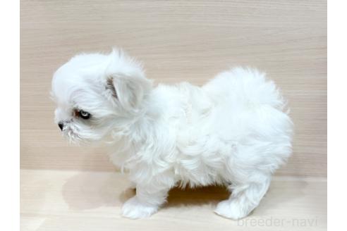 成約済の東京都のマルチーズ-376343の2枚目