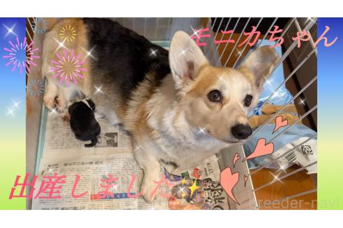 モニカちゃん1枚目