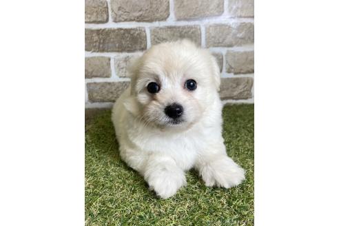 成約済の大阪府のチワプー:チワワ×トイプードル-376366の2枚目