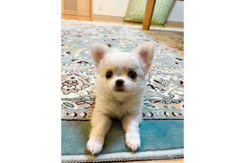 成約済の岡山県のチワワ(ロングコート)-376019の3枚目