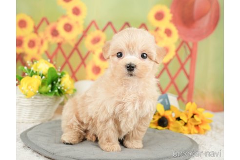 成約済の東京都のマルプー:マルチーズ×トイプードル-376414の6枚目