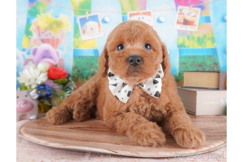 成約済の栃木県のトイプードル-376389の6枚目