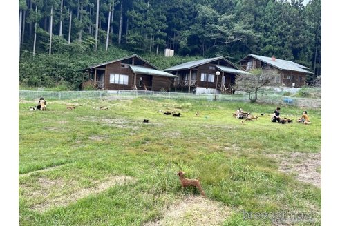 成約済の栃木県のミニチュアダックスフンド(ロングヘアード)-376413の2枚目