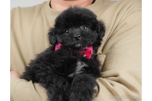 成約済の群馬県のポメプー:ポメラニアン×トイプードル-376254の4枚目