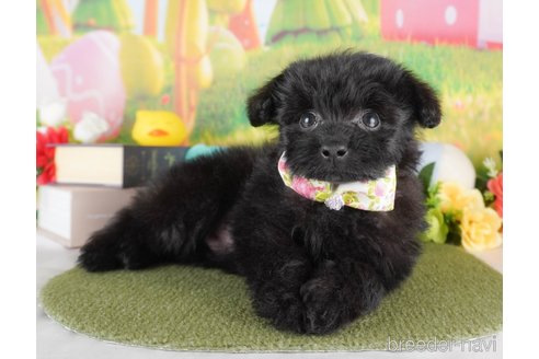 成約済の群馬県のポメプー:ポメラニアン×トイプードル-376242の4枚目