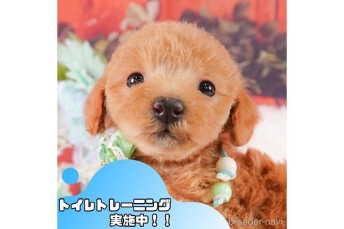 成約済の静岡県のトイプードル-376765の1枚目