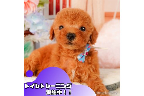成約済の静岡県のトイプードル-376764の1枚目