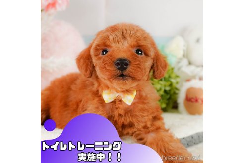 成約済の静岡県のトイプードル-376757の1枚目