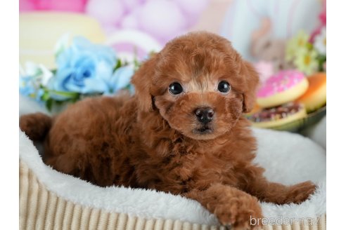 成約済の茨城県のトイプードル-376599の6枚目