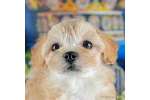 成約済の茨城県のマルプー:マルチーズ×トイプードル-376294の1枚目