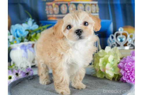 成約済の茨城県のマルプー:マルチーズ×トイプードル-376294の6枚目