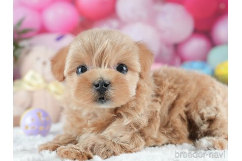 成約済の茨城県のマルプー:マルチーズ×トイプードル-376285の7枚目