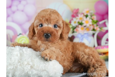 成約済の茨城県のトイプードル-376297の6枚目