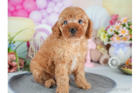 成約済の茨城県のトイプードル-376297の5枚目