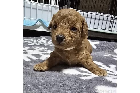 成約済の岡山県のトイプードル-374258の17枚目