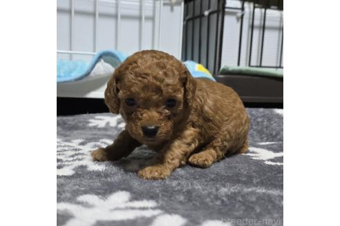 成約済の岡山県のトイプードル-374262の5枚目