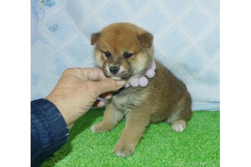 成約済の静岡県の柴犬-375707の4枚目