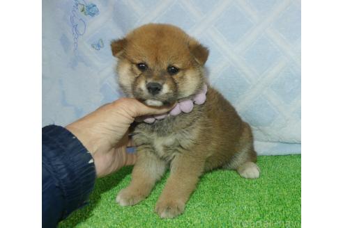 成約済の静岡県の柴犬-375707の3枚目