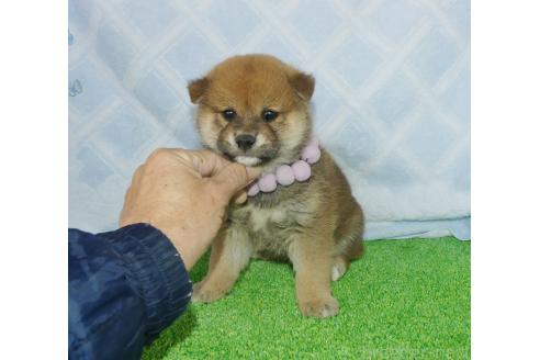 成約済のの柴犬-375707
