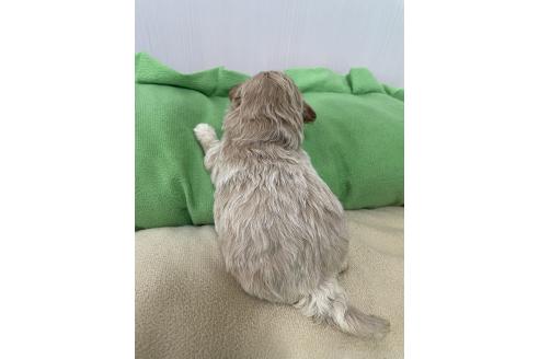 成約済の滋賀県のマルプー:マルチーズ×トイプードル-376396の31枚目