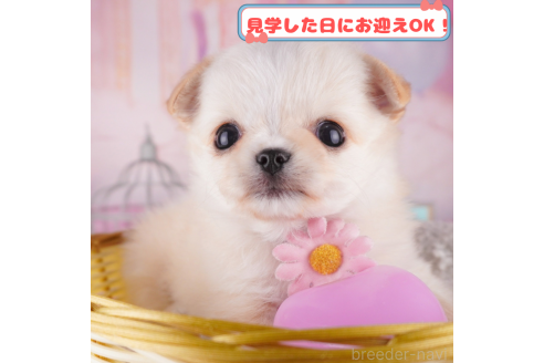 成約済の神奈川県のチワワ(ロングコート)-376347の1枚目