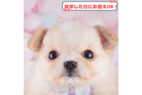 成約済の神奈川県のチワワ(ロングコート)-376068の1枚目