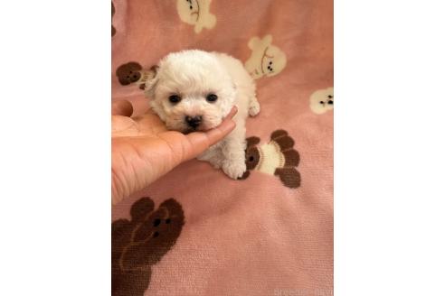 成約済の山形県のビションプー:ビションフリーゼ×トイプードル-376438の12枚目