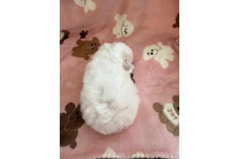 成約済の山形県のビションプー:ビションフリーゼ×トイプードル-376438の10枚目