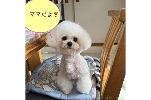 成約済の山形県のビションプー:ビションフリーゼ×トイプードル-376438の8枚目
