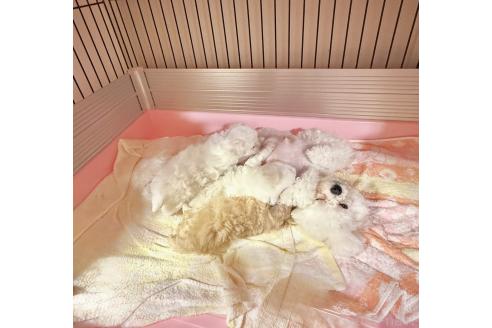 成約済の山形県のビションプー:ビションフリーゼ×トイプードル-376443の9枚目