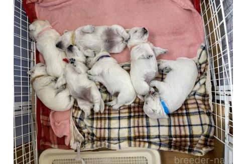 成約済の東京都のウエストハイランドホワイトテリア(ウエスティ)-376446の3枚目