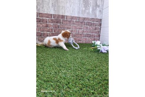 成約済の三重県のキャバリアキングチャールズスパニエル-376451の2枚目